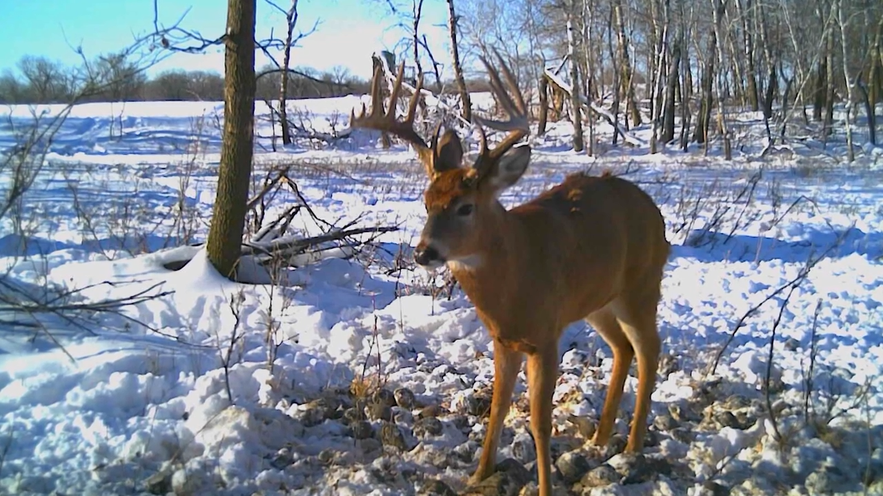 Chasing Toms and Bucks episode thumbnail