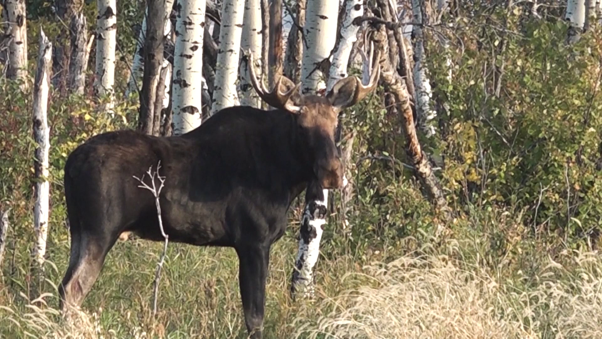 Moose in the Muck & Whitetail Bucks! episode thumbnail
