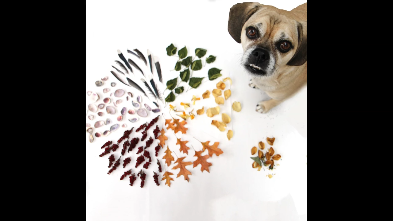 Certified Firearm Instructors episode thumbnail