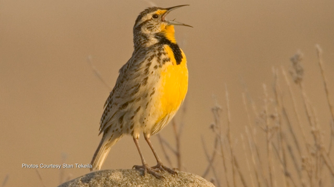 Disappearing Meadowlarks episode thumbnail