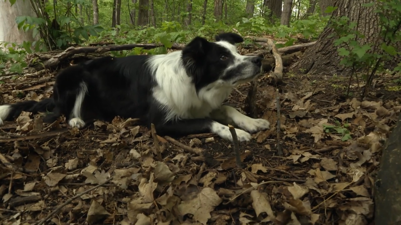 Field & Forage Dogs episode thumbnail
