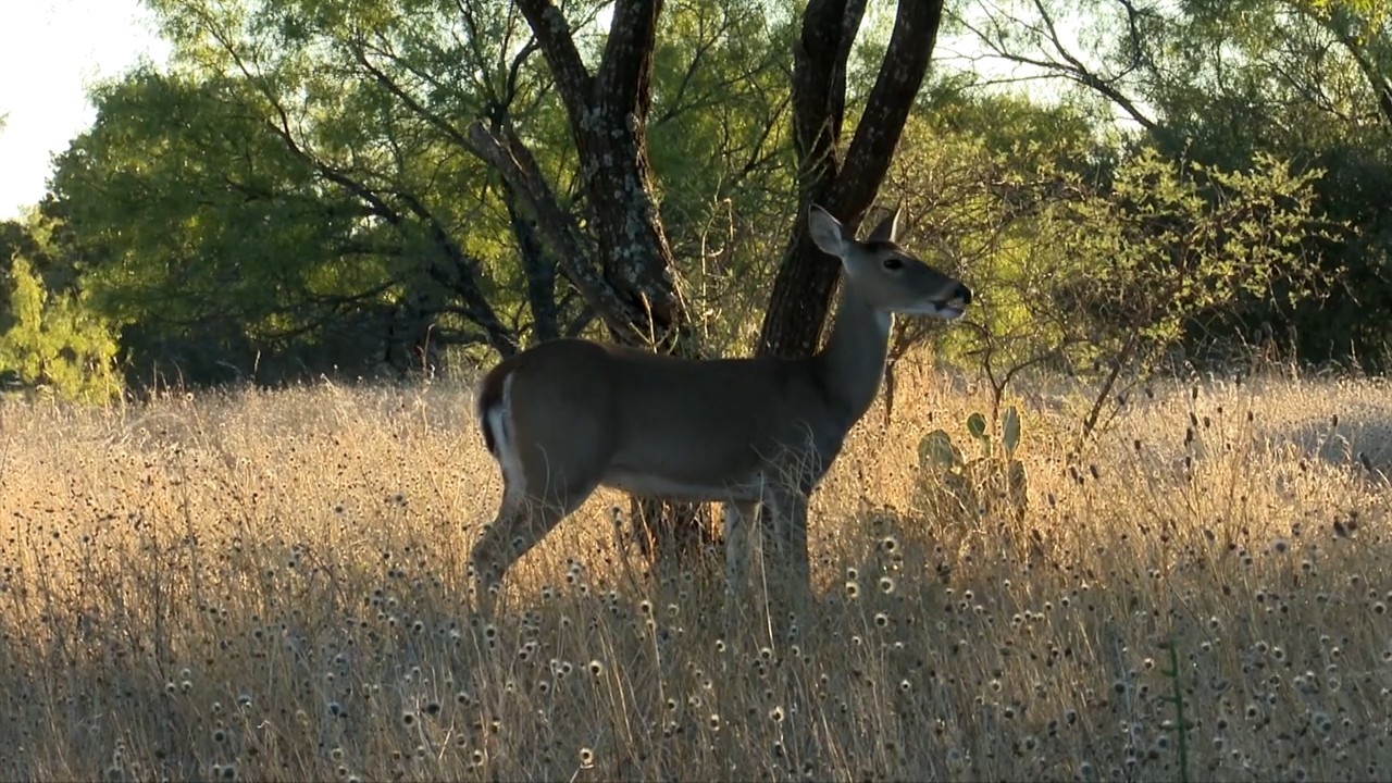 Vanishing Bucks episode thumbnail