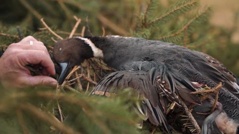 Saskatchewan Mixed Bag episode thumbnail