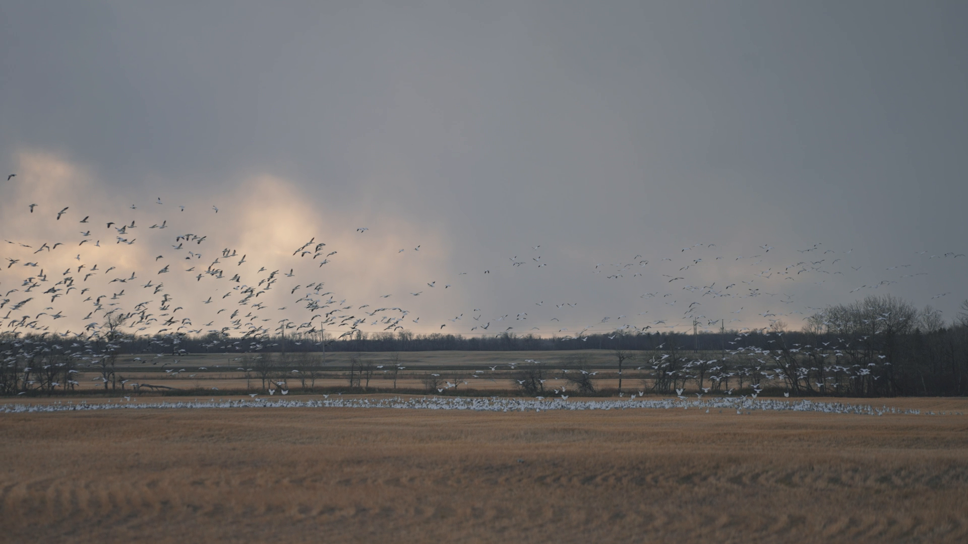 Huge Groupsof Mallards in Your Face, No Fun was Had! episode thumbnail