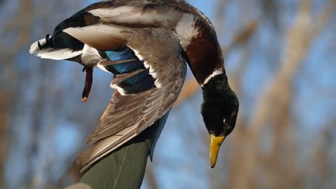 Saskatchewan Mallards VS Nebraska Mallards episode thumbnail