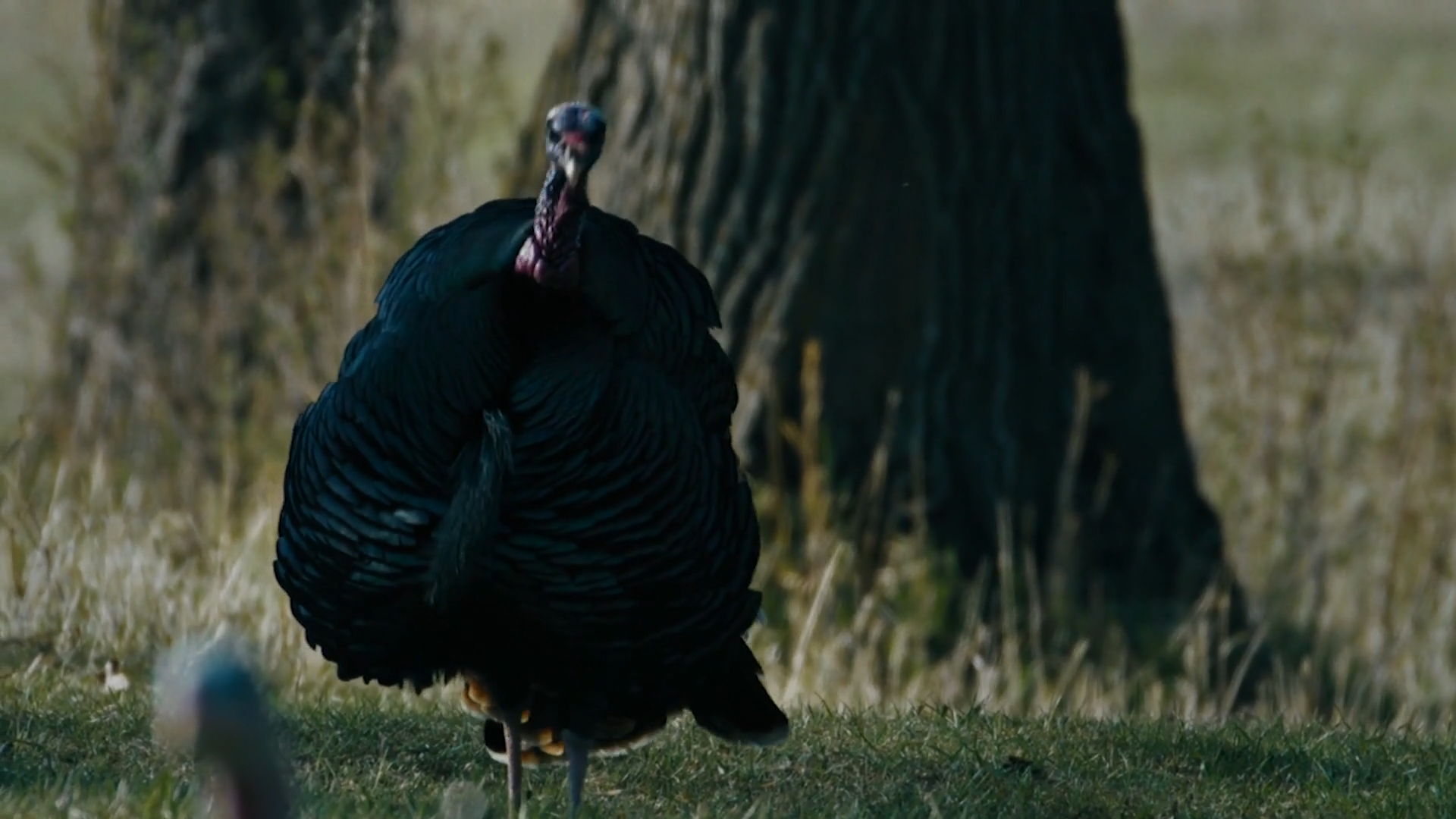 Wild Turkey Confit episode thumbnail