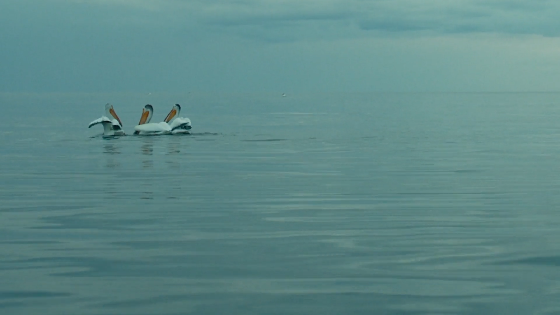 Drum Roll episode thumbnail