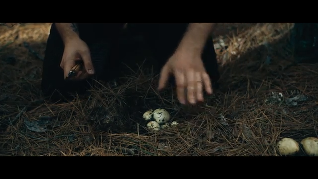 Wild Mushroom Foraging episode thumbnail