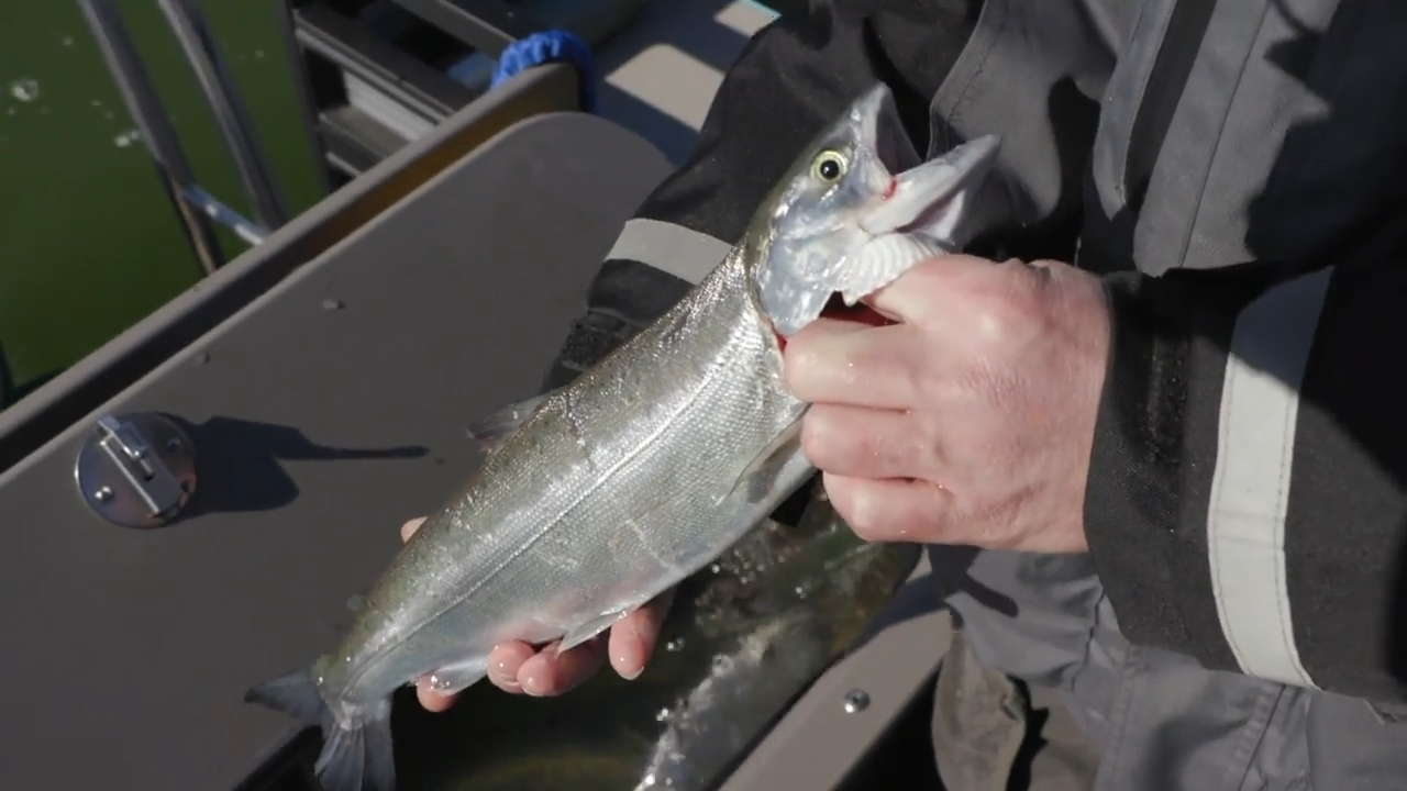 Holland's Coho Dance episode thumbnail