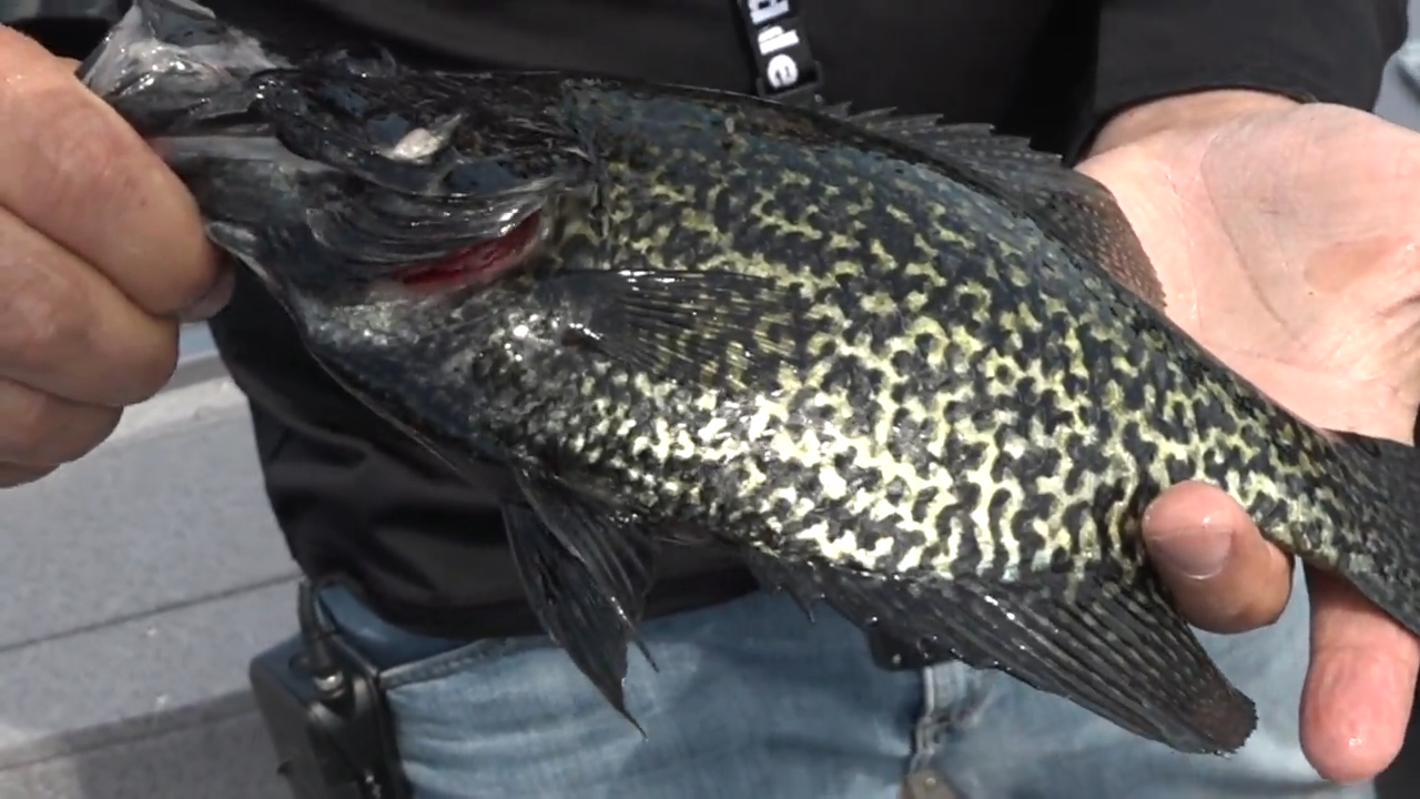 Cadillac Crappies & Walleye episode thumbnail
