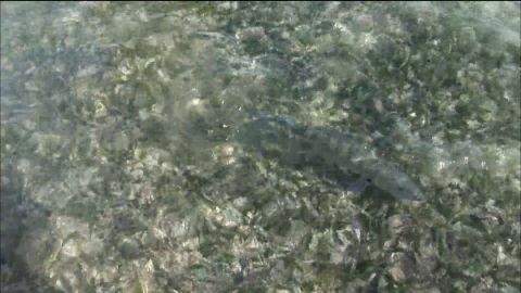 Belize Bonefish episode thumbnail