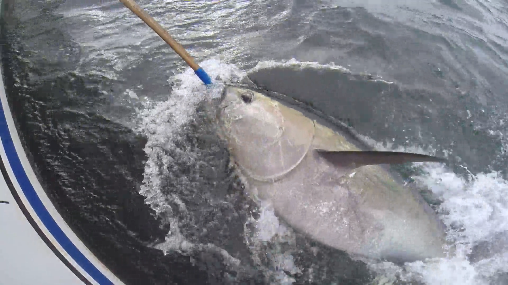 North Lake Bluefin Tuna episode thumbnail
