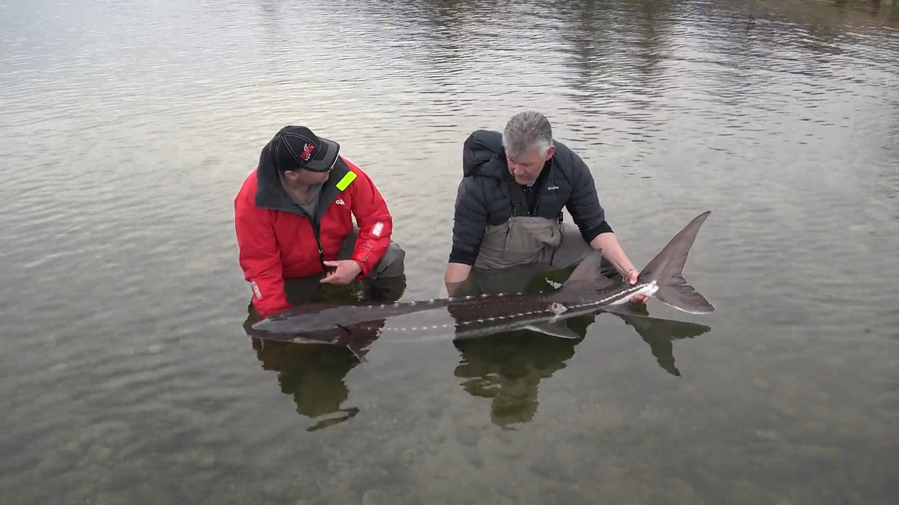 Fraser River Sturgeon episode thumbnail