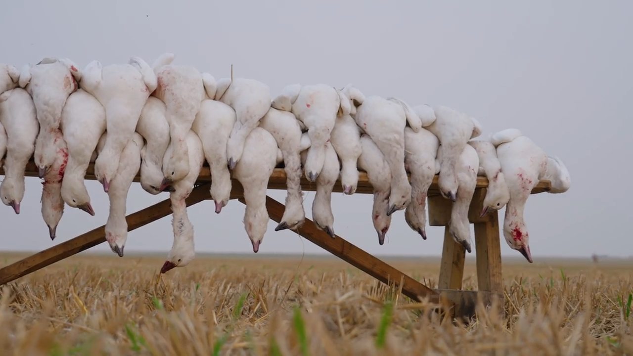 Northern Skies Mayhem episode thumbnail