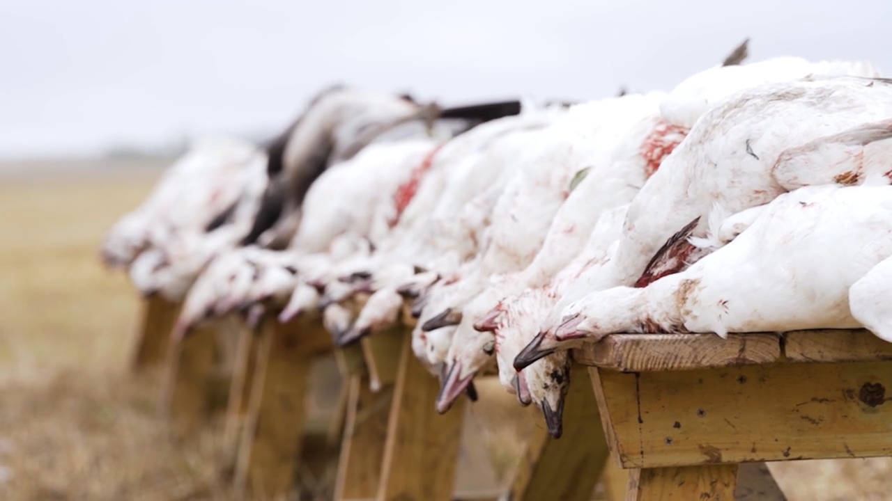 Snows on Deck episode thumbnail