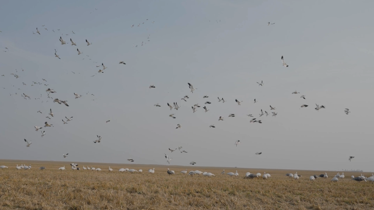 Little Snows on the Prairie episode thumbnail