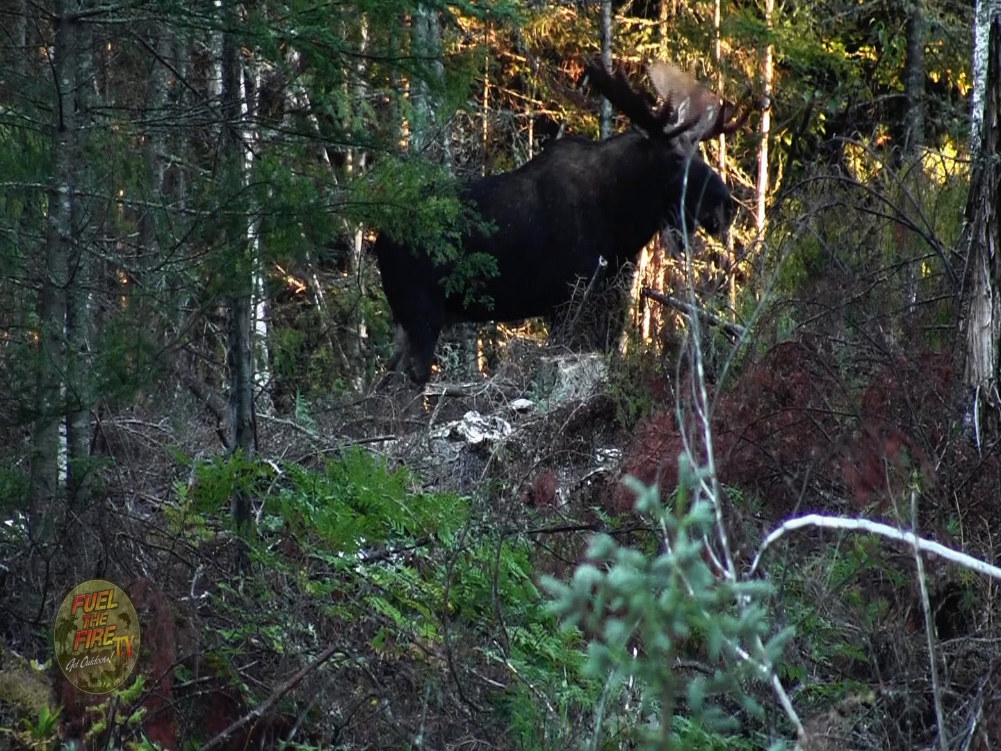 Bear Bones episode thumbnail