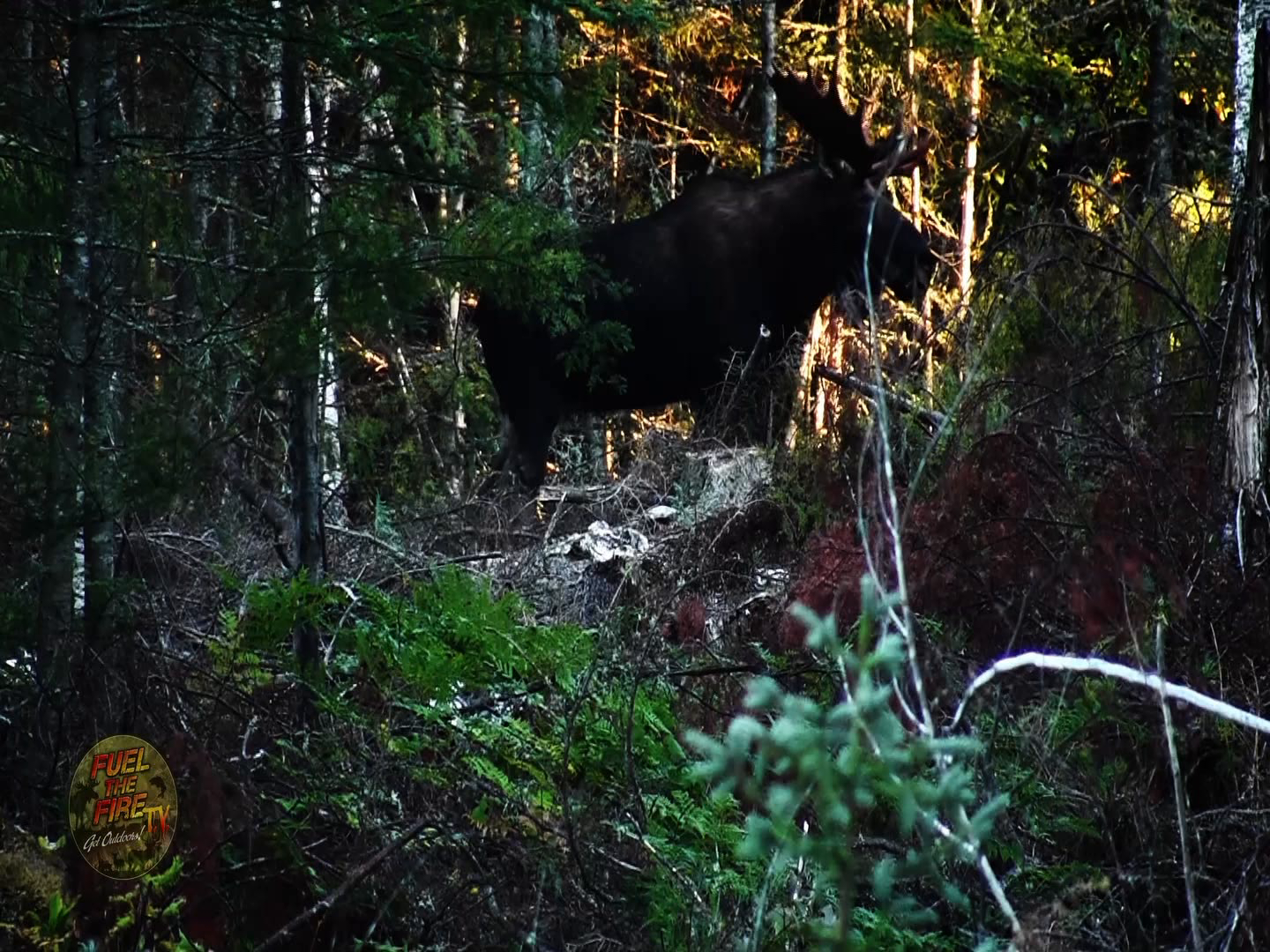 Salmon Frenzy episode thumbnail