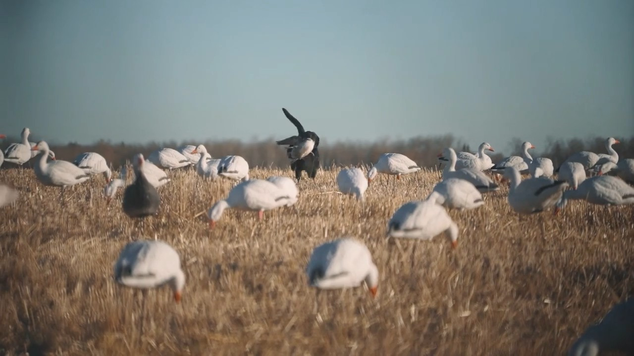 Fully Flocked Marathon 2026 episode thumbnail