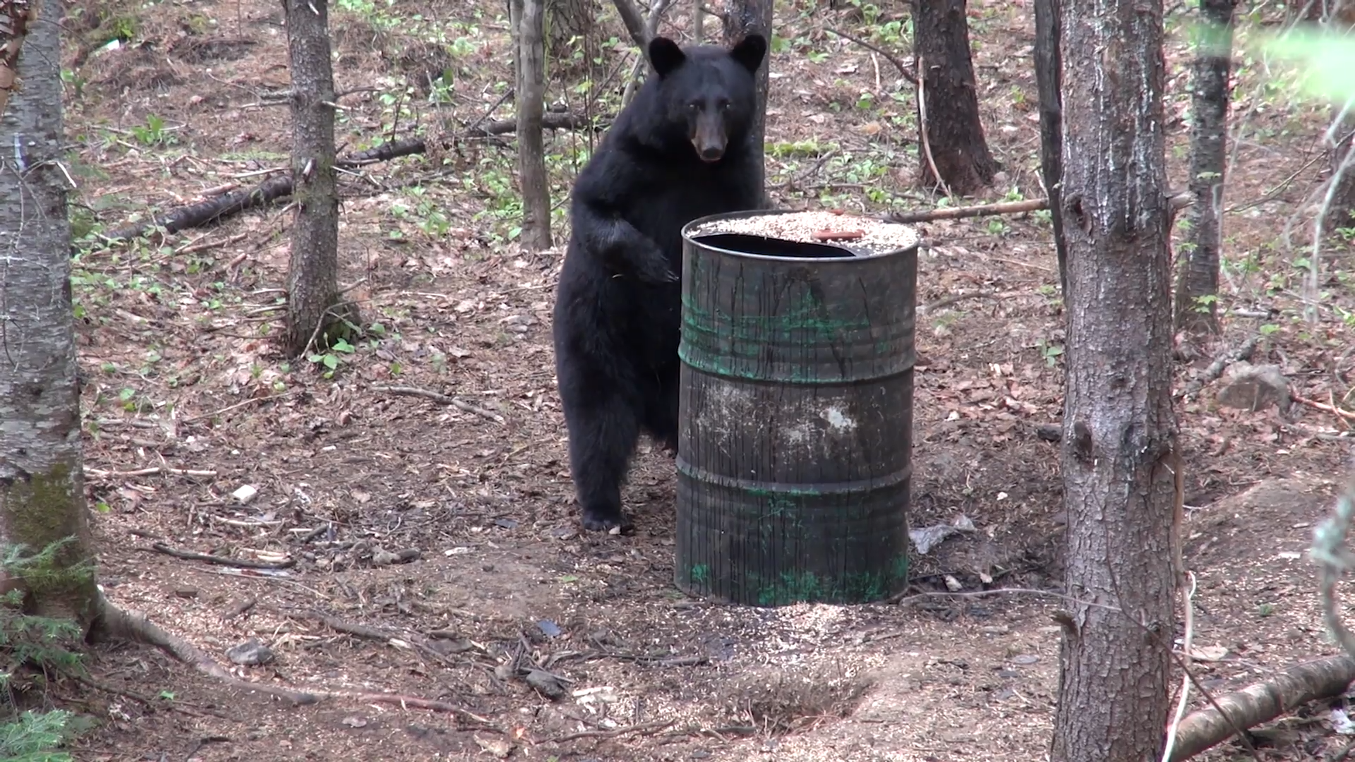 New Brunswick Bear Hunt - Part 1 episode thumbnail