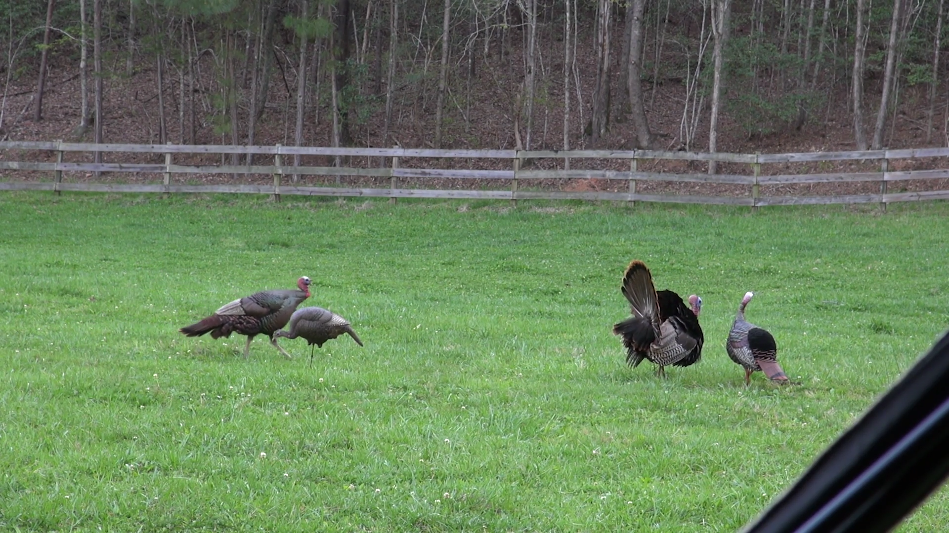 Palmetto Gobblers - Part 1 episode thumbnail
