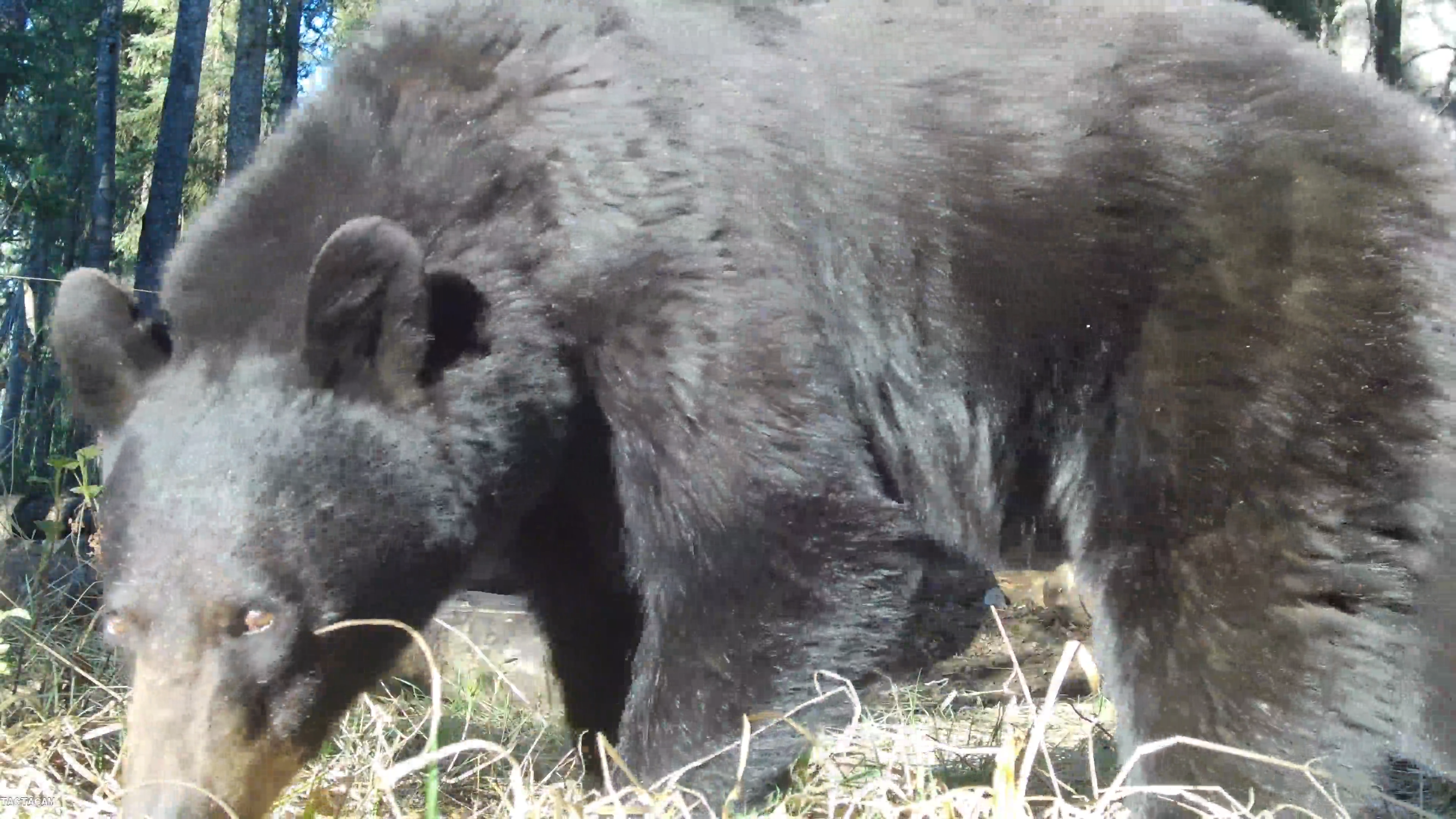 Birds and Bears, Oh My episode thumbnail