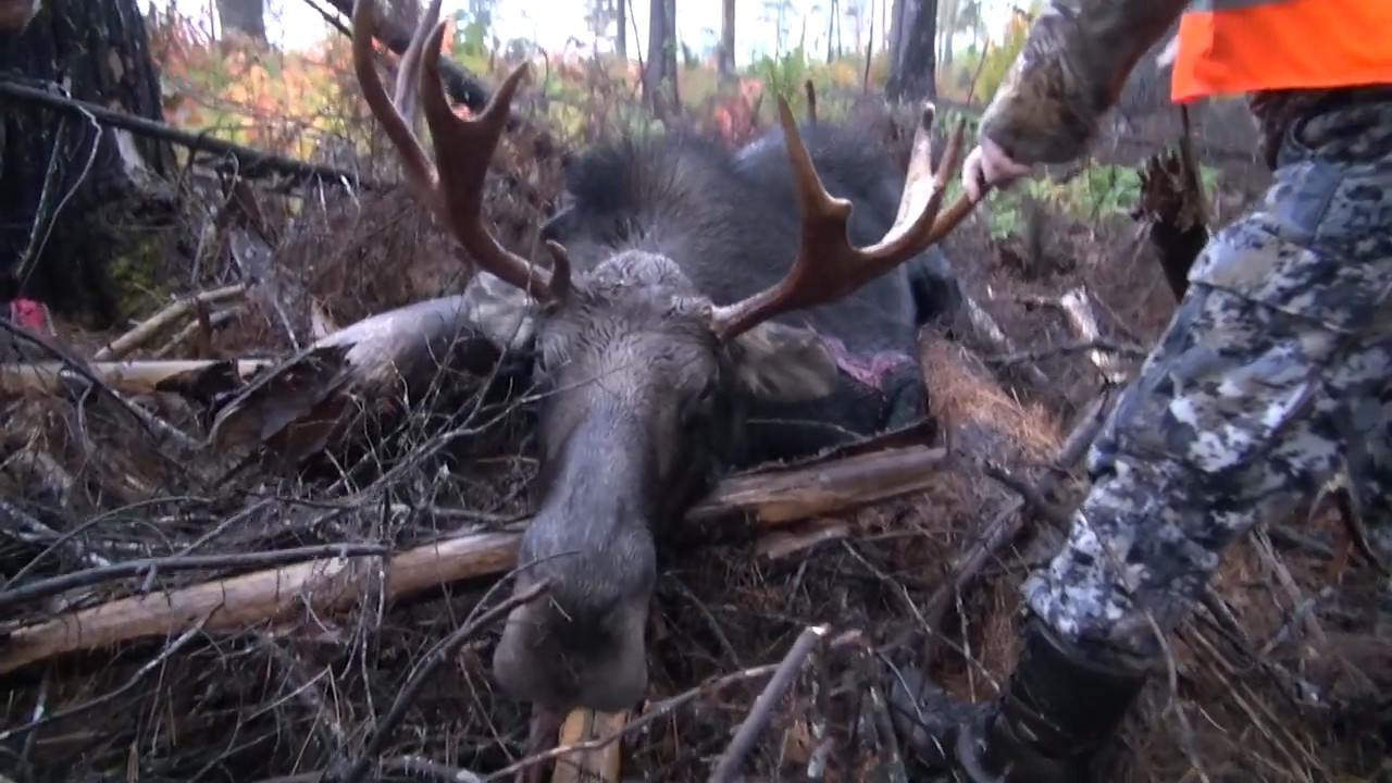 The Hunt for Moose in New Brunswick episode thumbnail