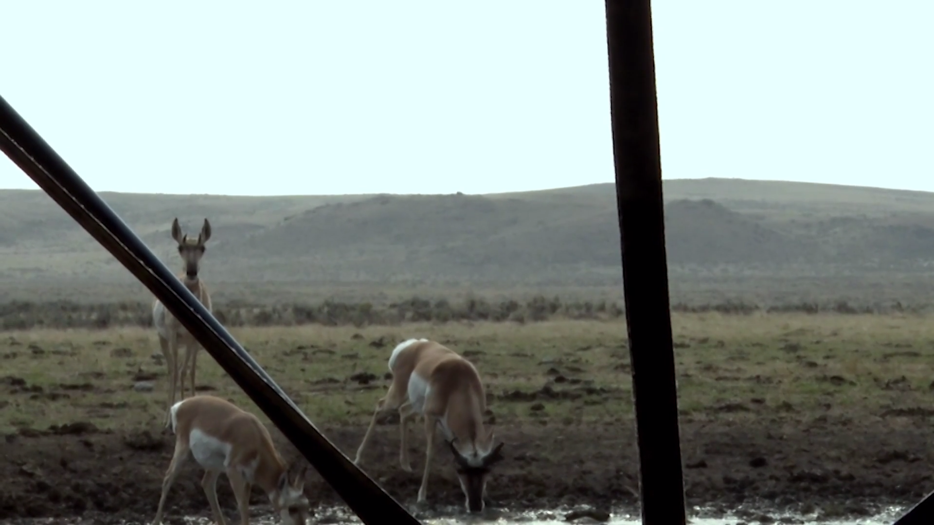 Turkey Goat episode thumbnail