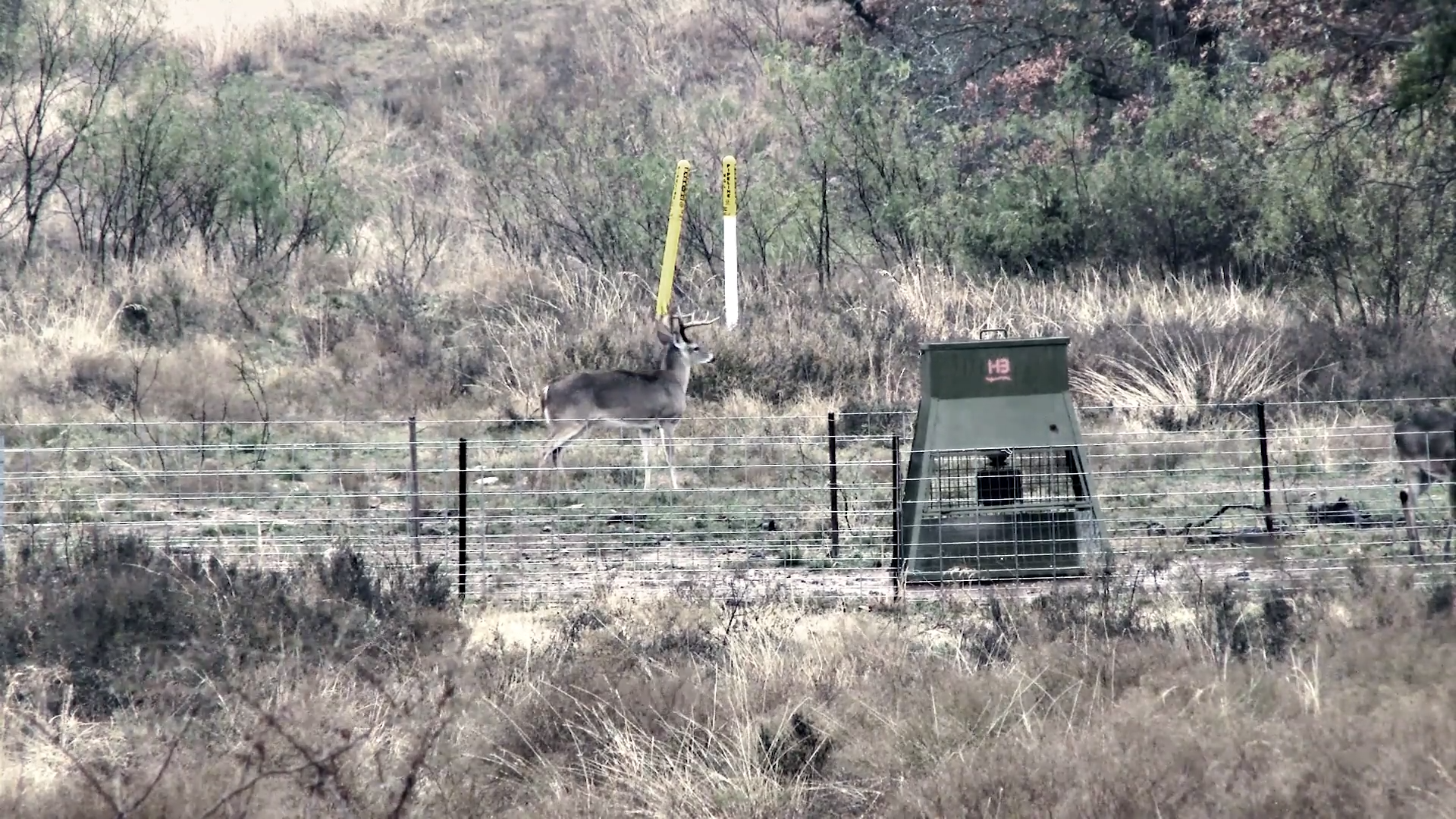 House in the Woods episode thumbnail