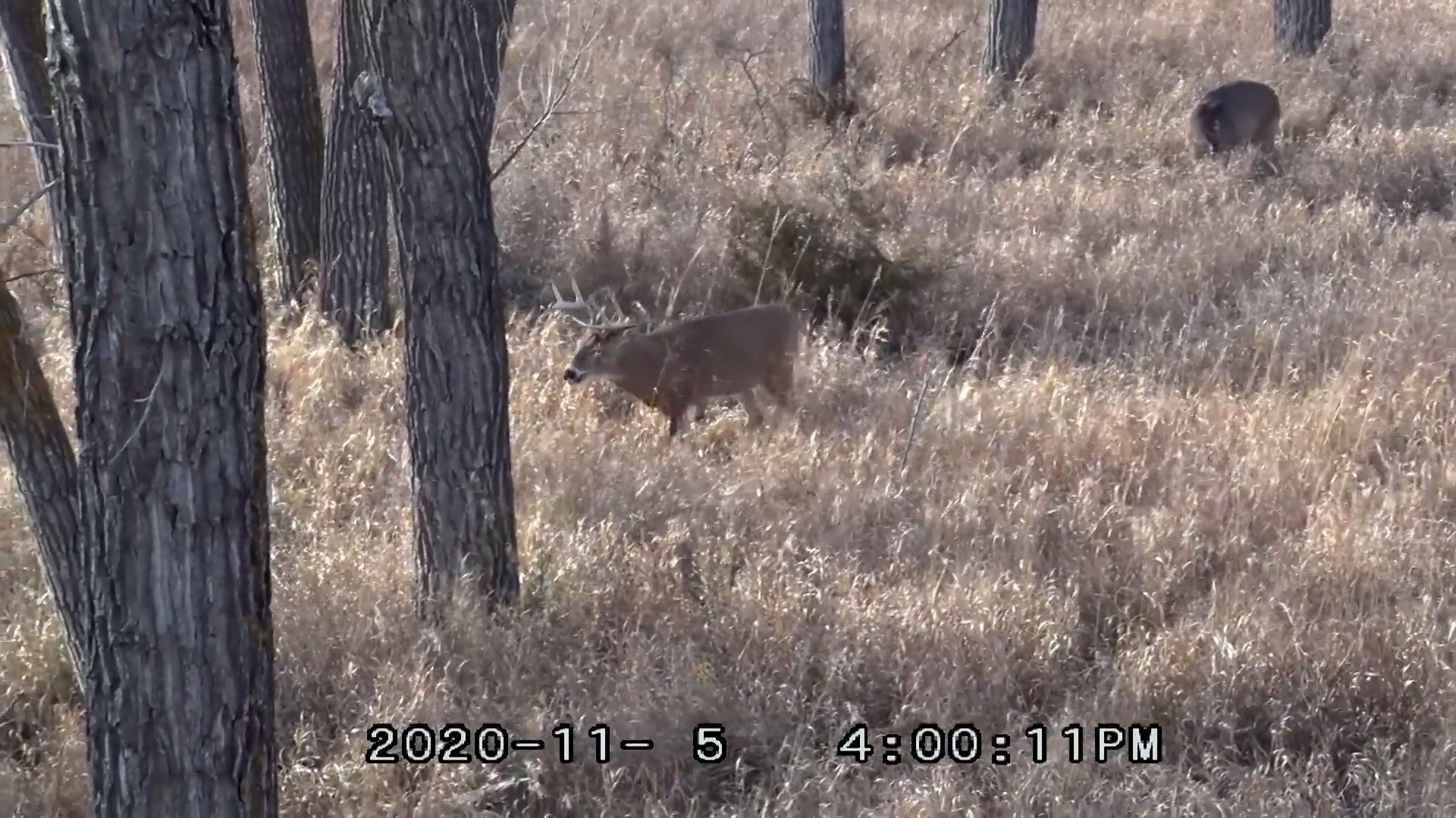 Big Beaver Teeth episode thumbnail