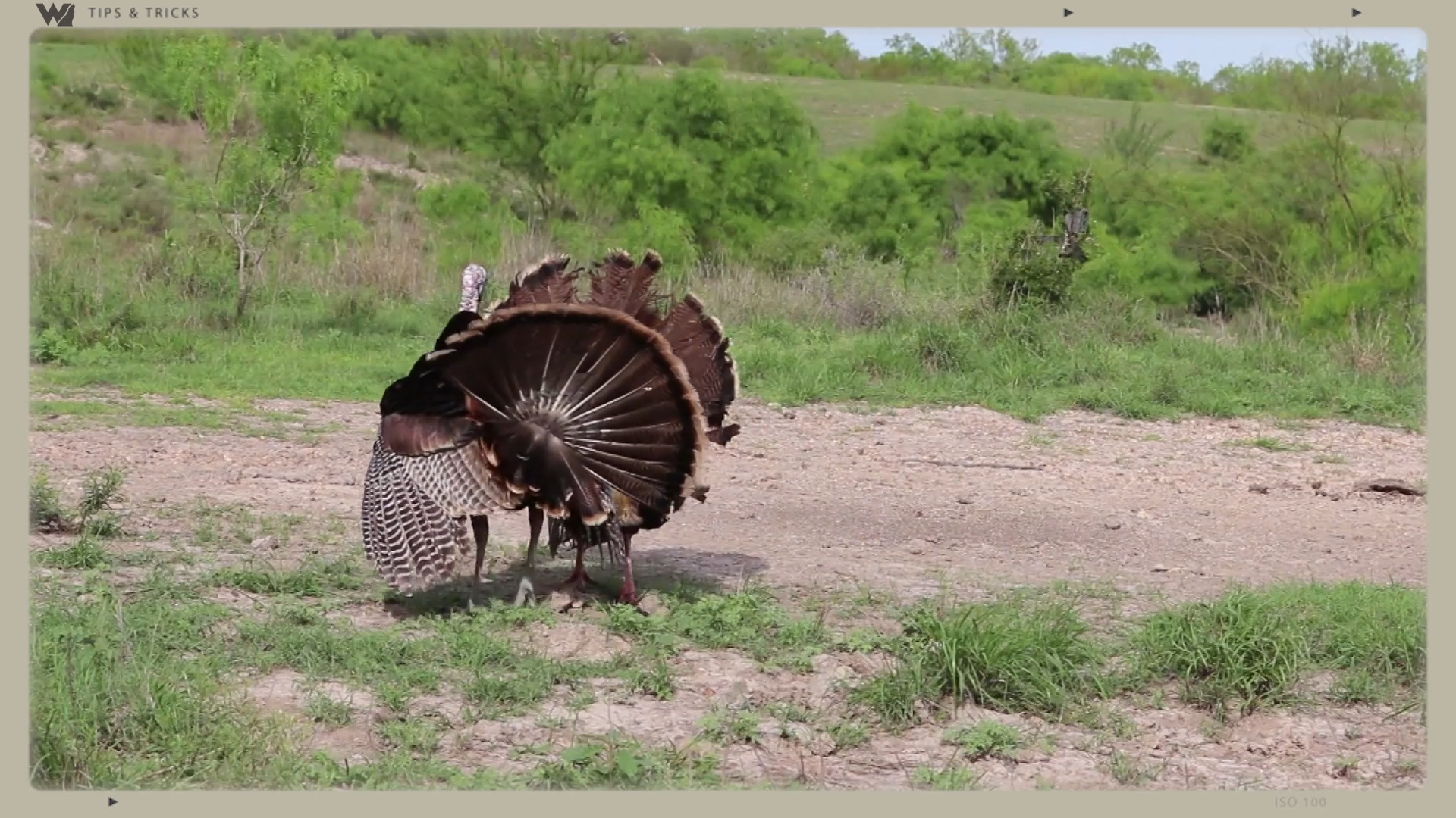 Distance from Blind to Decoy for Turkey Bowhunt episode thumbnail
