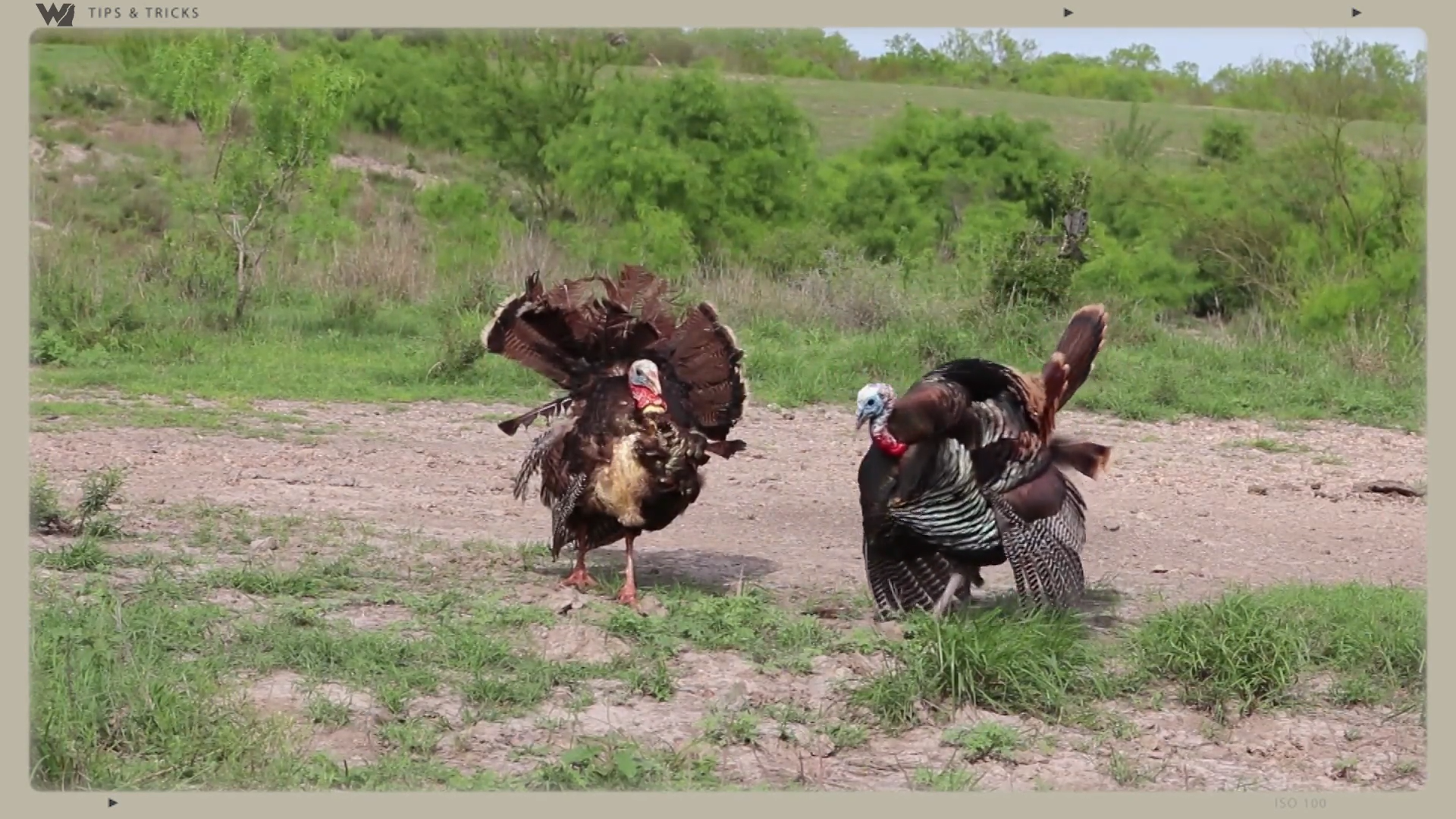 Wait For a Turkey to Do This Before Arrowing It episode thumbnail