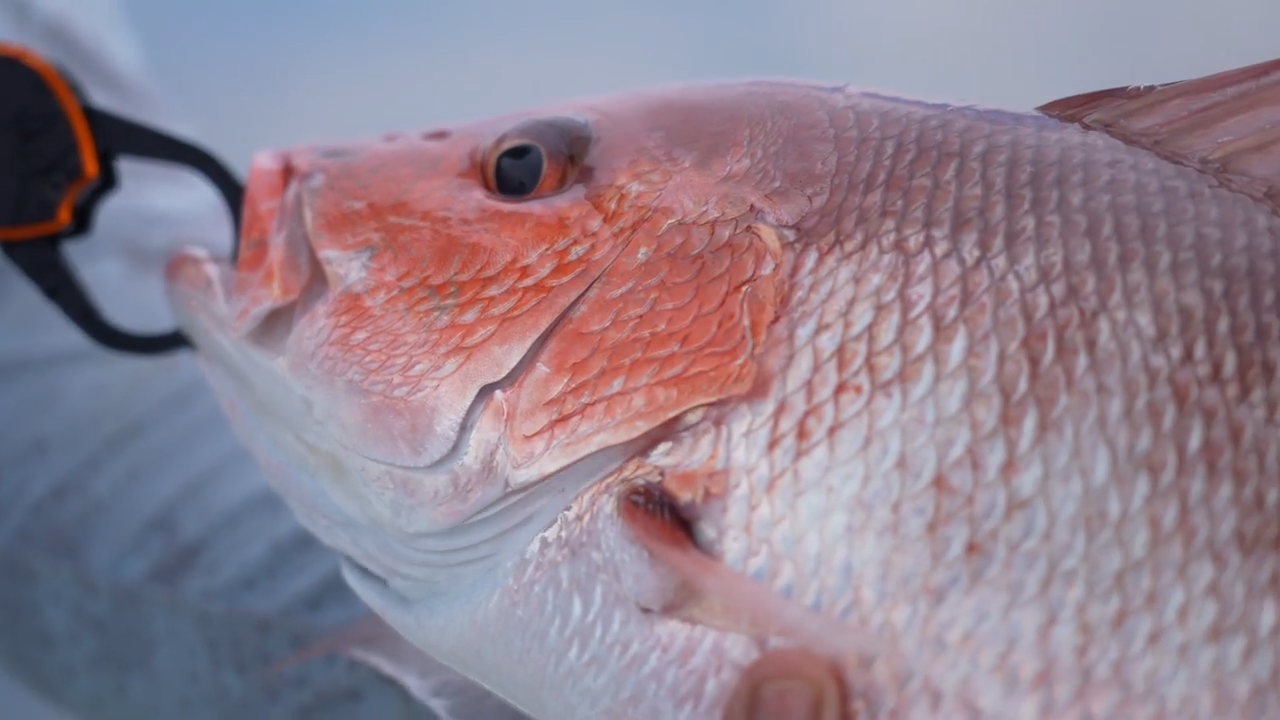 Head 'Em Up, Move 'Em Out episode thumbnail