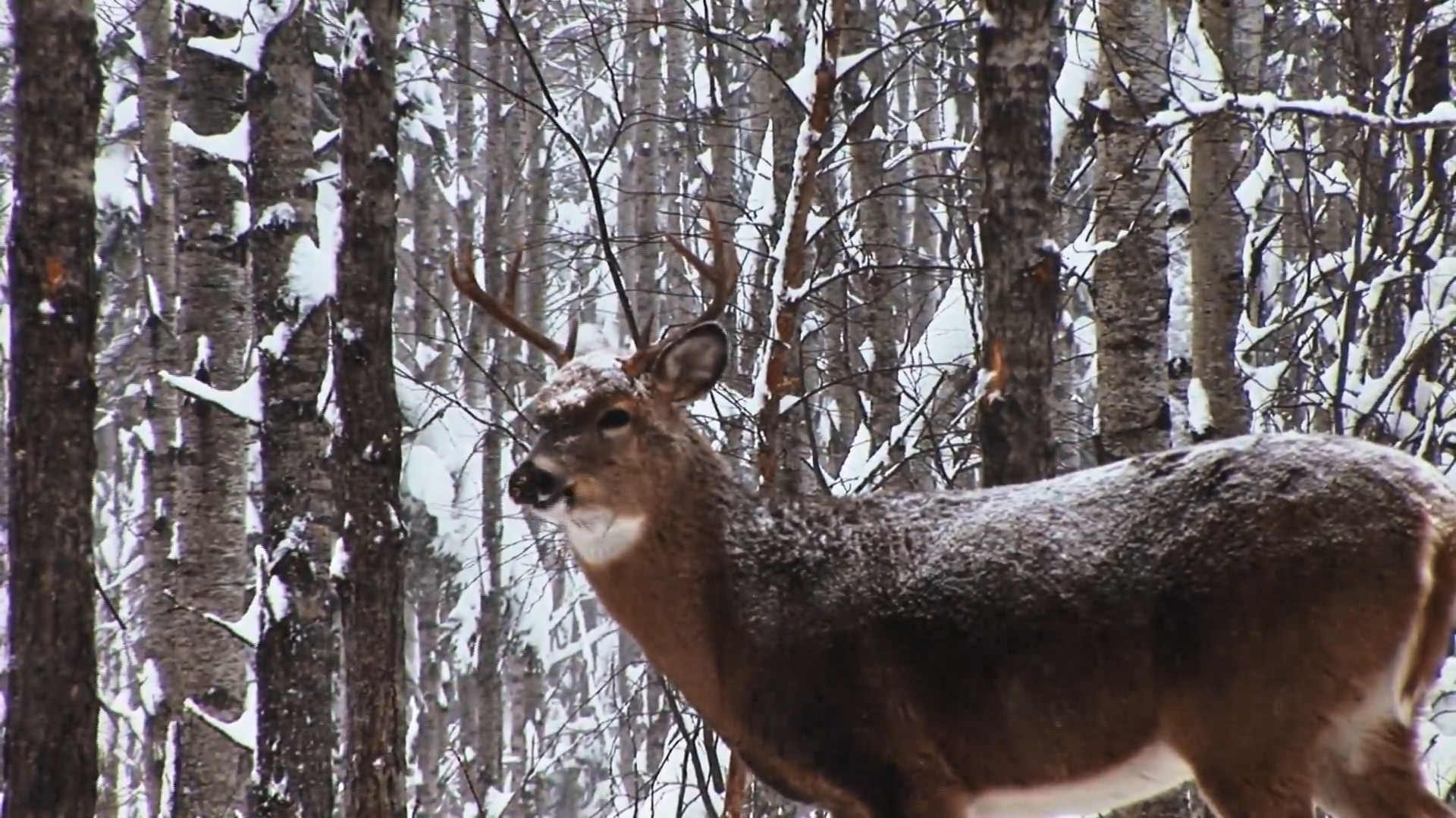 North America Giants episode thumbnail