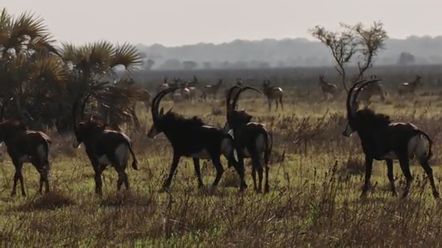 A Community of Conservationists episode thumbnail