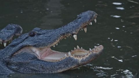 The Gator in my Backyard episode thumbnail