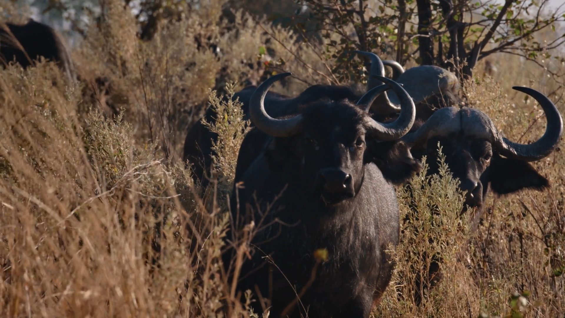 Stealthy Predators and Ancient Tribe episode thumbnail