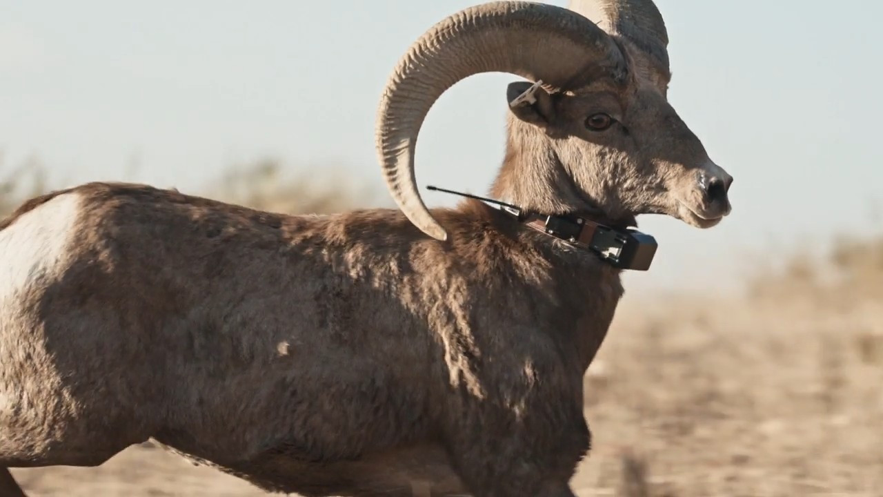 Big Horn Dilemma episode thumbnail