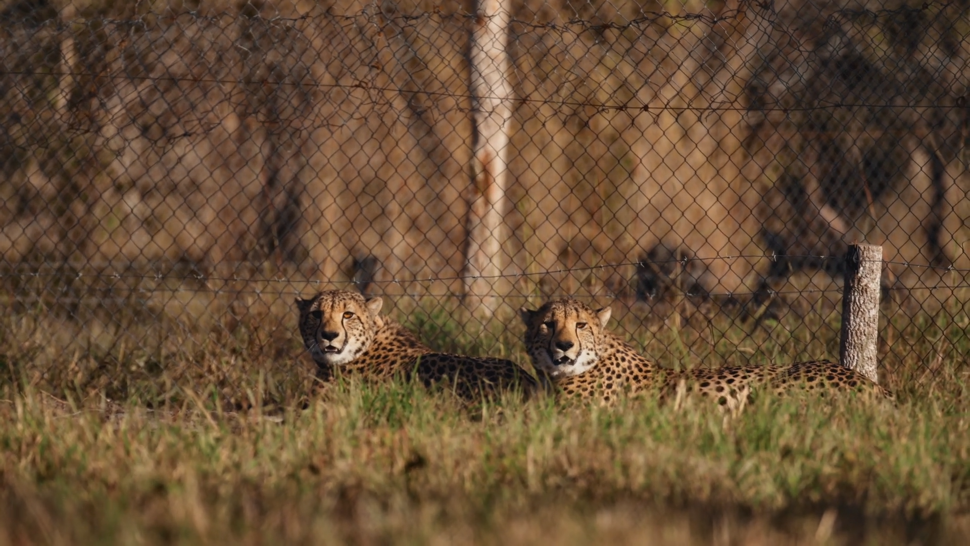 Restoring an Ecosystem episode thumbnail