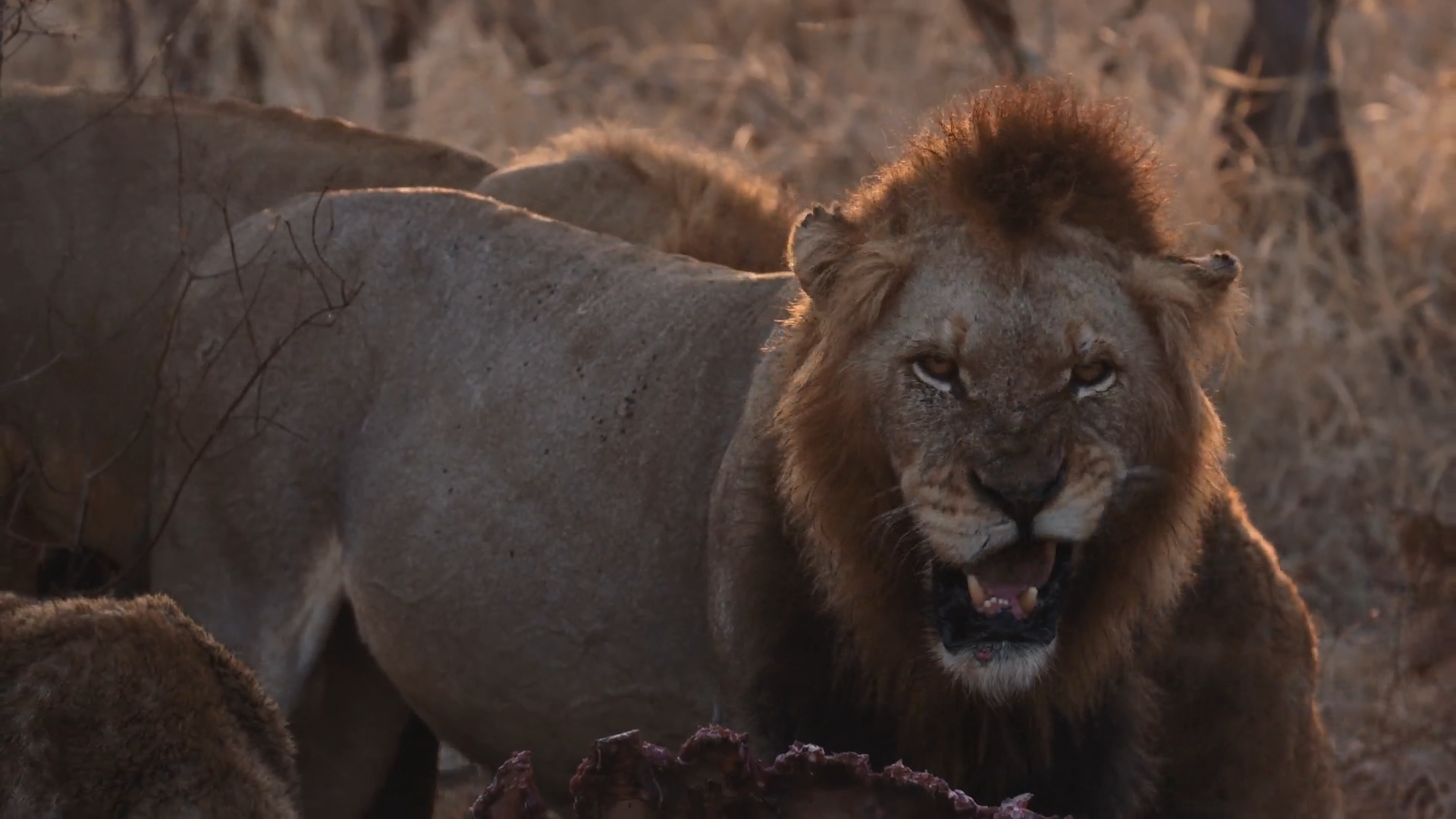 Top of the Food Chain episode thumbnail