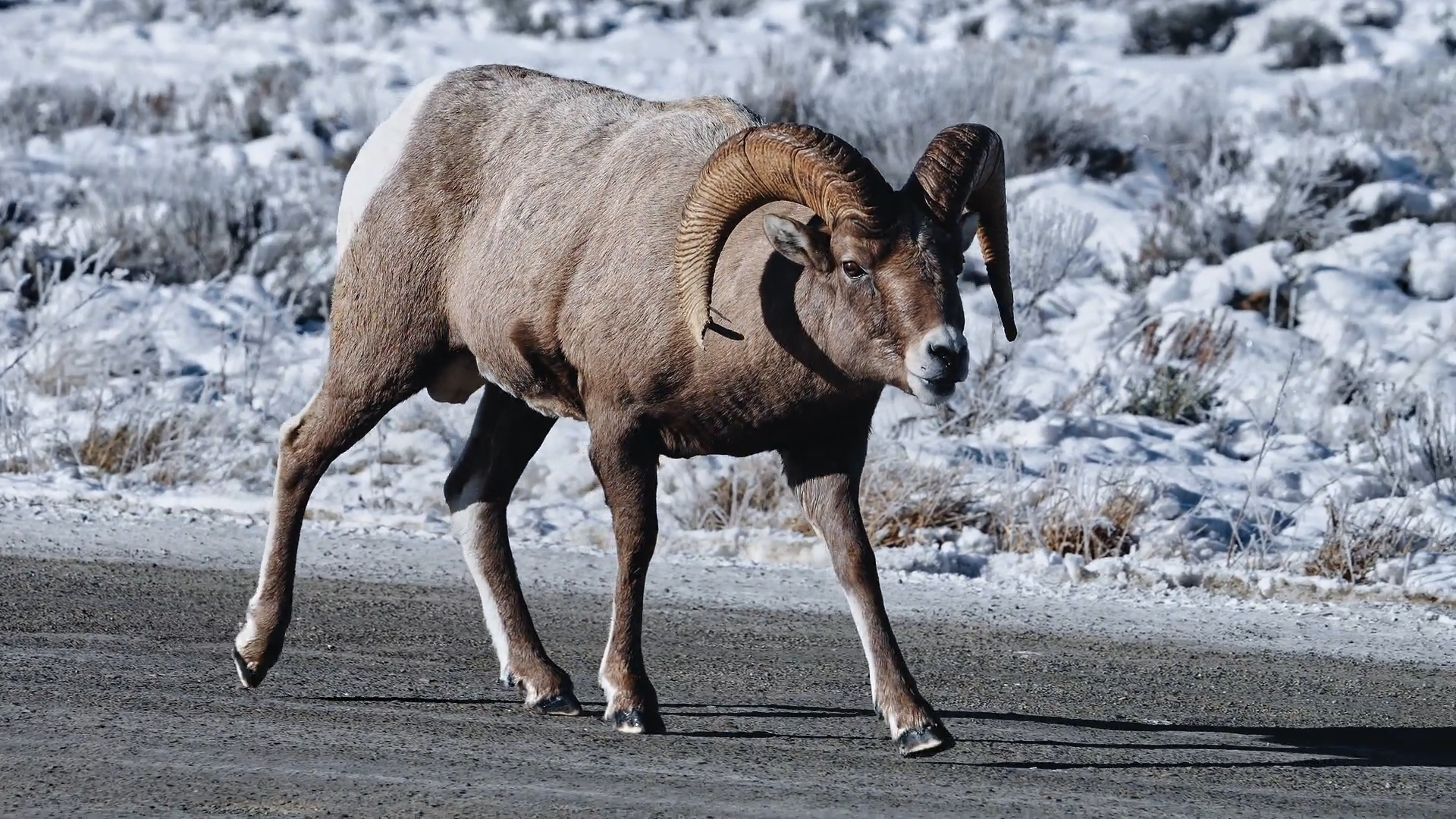 Sheep on the Mountain episode thumbnail