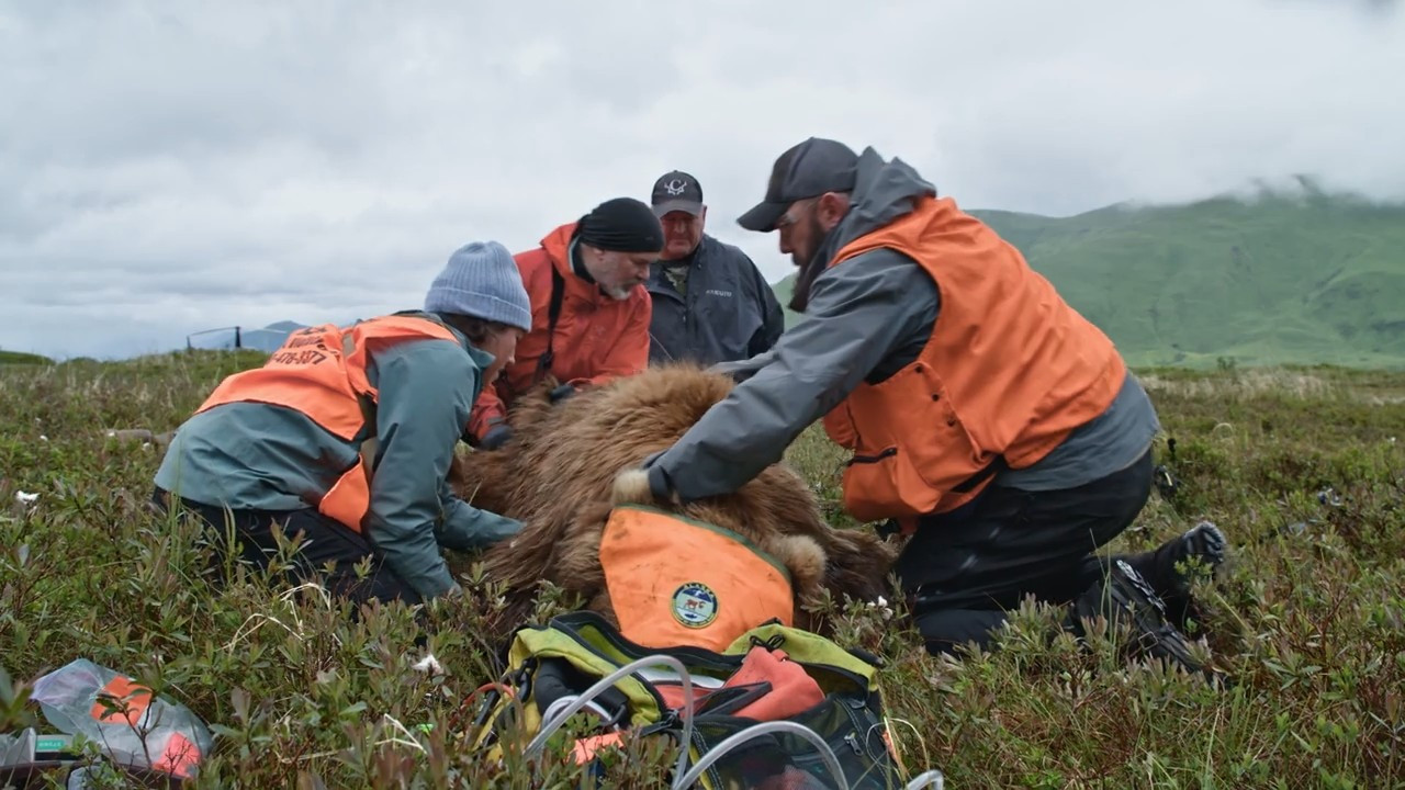 The Bear episode thumbnail