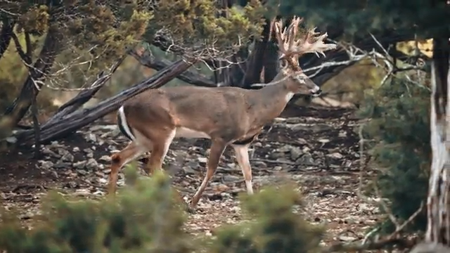 Tropical Deer of Mexico episode thumbnail