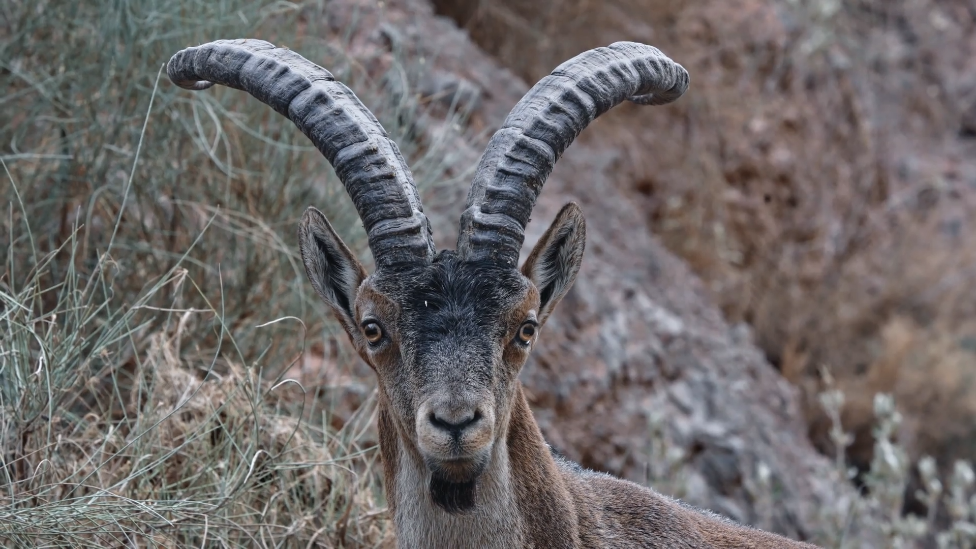 Spanish Icons episode thumbnail