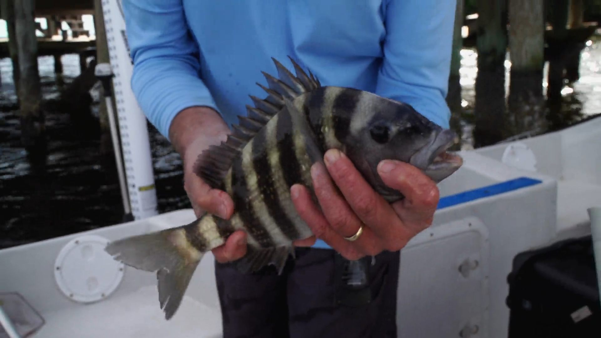 Sheepshead episode thumbnail