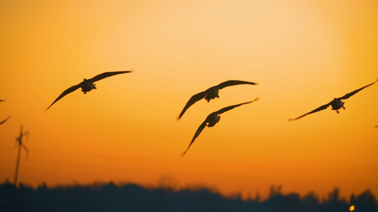 Honkers episode thumbnail