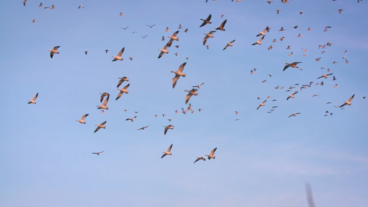 Snows and Ducks episode thumbnail