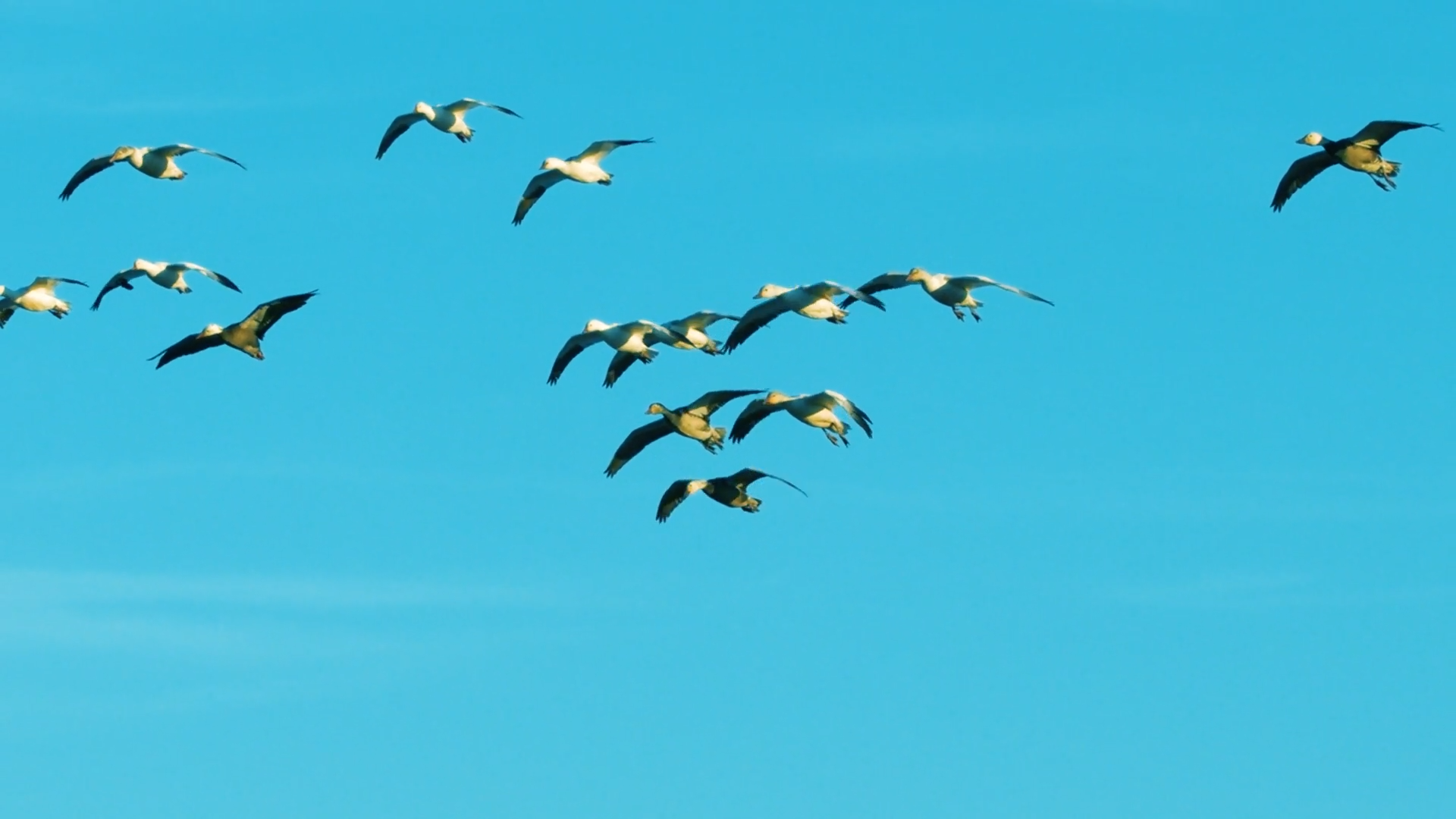 Habitat Flats Snow Goose Smash Spring Bash episode thumbnail