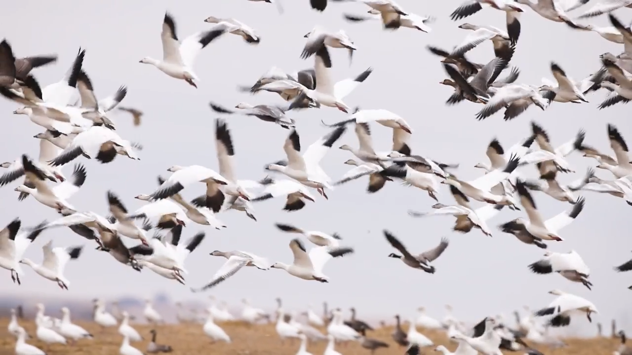 Salt and Pepper episode thumbnail