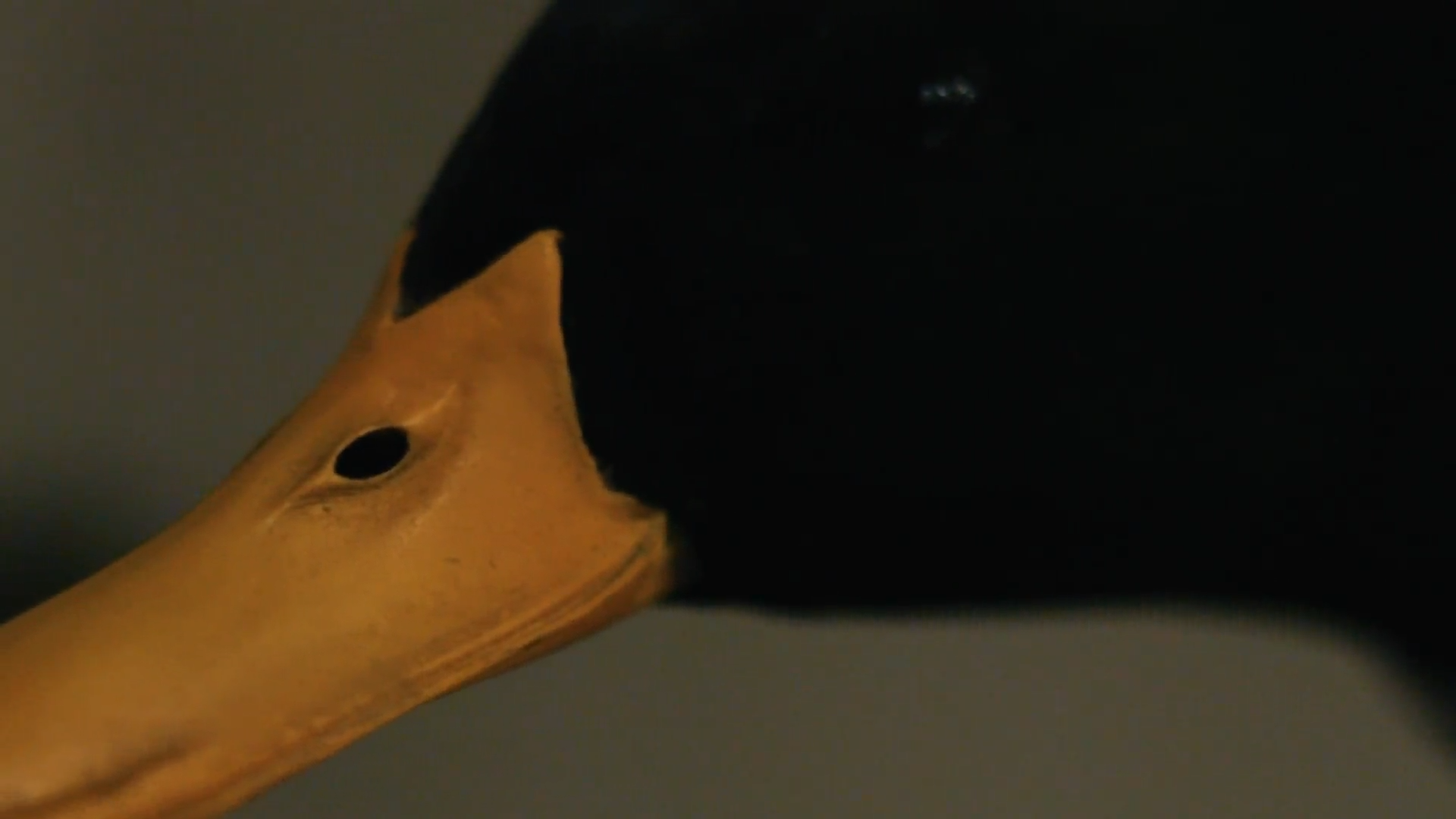 Pecan and the Board Room episode thumbnail